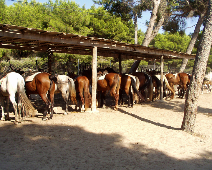 webdesign Reiturlaub